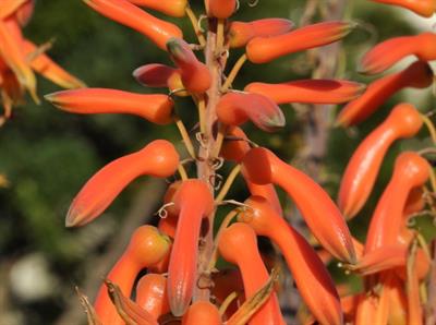 Aloe maculate